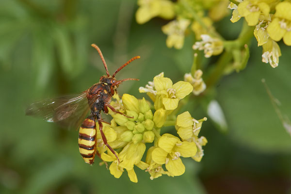 Nr.0404 - Nomada signata w - OB Neue Mitte 2 - 51°29`09.65" 6°53`45.26" - (02.05.2019)