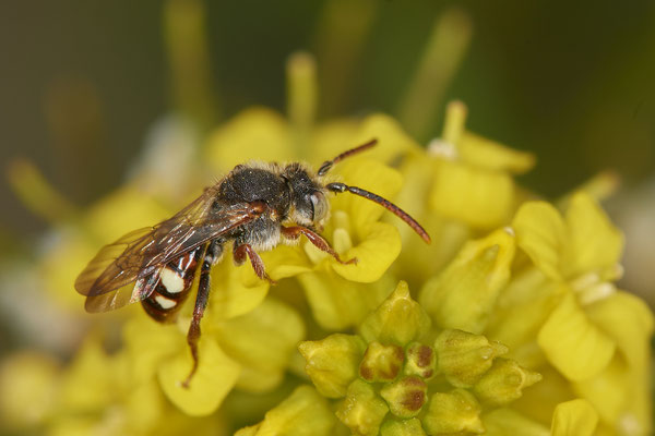Nr.0322 - Nomada alboguttata - OB Neue Mitte 2 - 51°29`09.65" 6°53`45.26" - (30.04.2019)