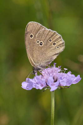 Brauner Waldvogel