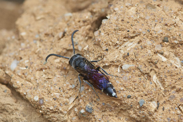 Nr.0583 - Sapyga quinquepunctata / Keulenwespe - Nabu-Naturschutzhof Nettetal - 51°19`29.92" 6°15`01.26" - (23.05.2019)