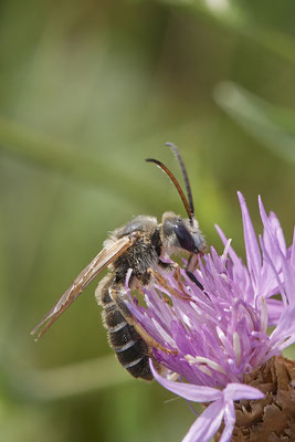 Halictus quadricinctus - Dinslaken Emschermündung - 51°33`52.87" 6°41`48.98" - (13.08.2020) - Rote Liste: Kategorie 3: Gefährdet