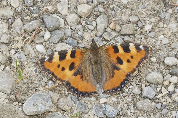 Kleiner Fuchs - Vom 13.6. bis 20.6.2021 Urlaub im Allgäu