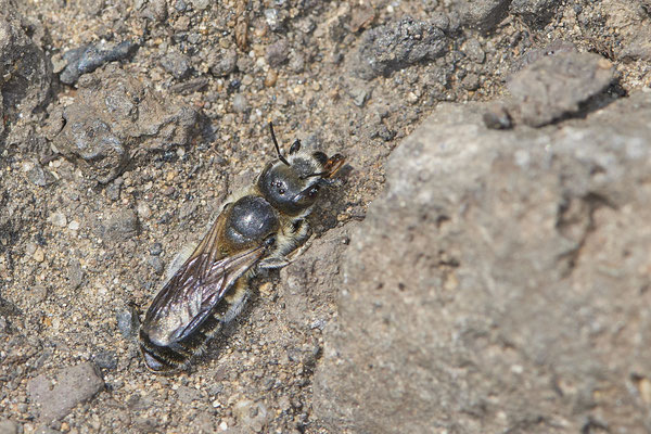 Nr.0799 - Osmia adunca-Natternkopf / Mauerbiene - OB Zeche Sterkrade - 51°31`11.24" 6°50`15.70" - (22.06.2019)