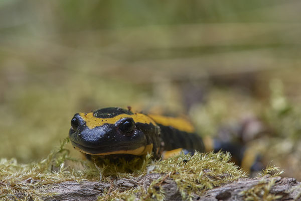 Feuersalamander