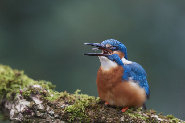 Serie vom Eisvogelmann - heute im Garten - (25.11.2019)