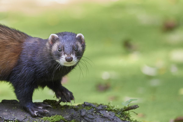Iltis - Biotopwildpark Anholter Schweiz - (17.09.2020)