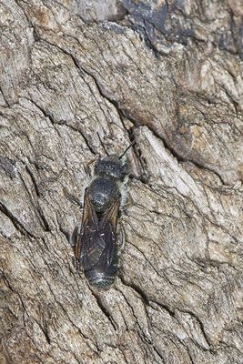 Nr.0708 - Osmia (Hoplitis) adunca / Natternkopf-Mauerbiene - w - OB LMB - 51°29`11.55" 6°53`53.48" - (16.06.2019)