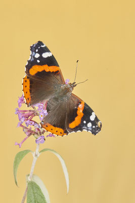 Admiral