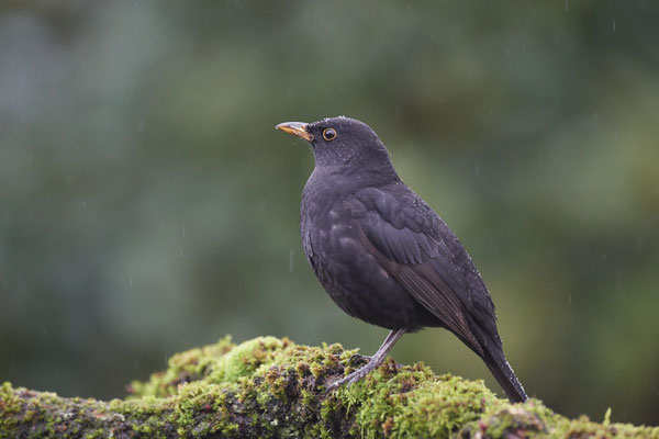 Regentag im Garten - Amsel - (13.11.2019)