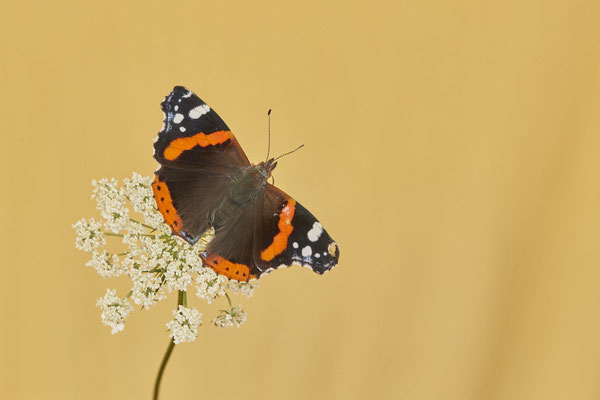 Admiral - Mehr Fotos und Schlupf > Tiere > Insekten > Schmetterling-Admiral - (25.08.2021)