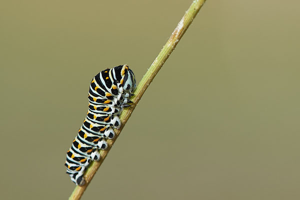  Papilio machaon / Schwalbenschwanz - DIN Emschermündung - 51°33`43.02" 6°41`27.86" - (22.09.2019)