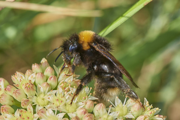 Nr.1218 - Bombus vestalis f / Gefleckte Kuckuckshummel - WES Rheinbrücke Büdericher Insel - 51°38`40.99" 6°36`30.54" - (30.08.2019)