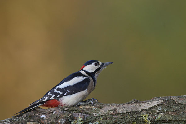 Buntspecht - heute an einem Futterplatz - (04.11.2020)