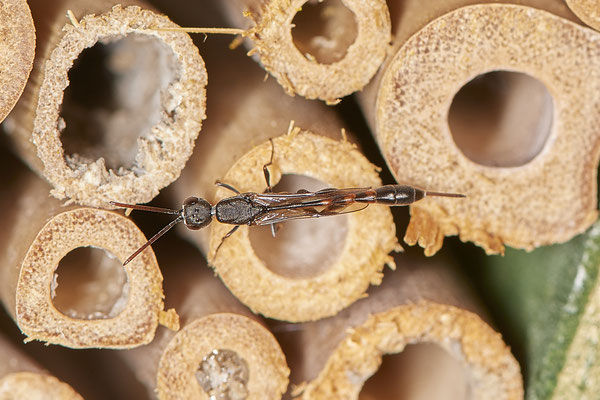 OB - Am Wildbienenhotel im Garten - 51°31`49.60" 6°50`56.50" - (22.07.2020)