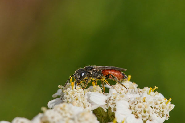 Sphecodes unbest. - Garten