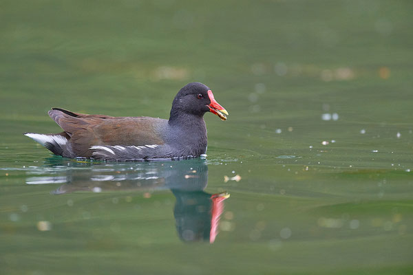Teichhuhn