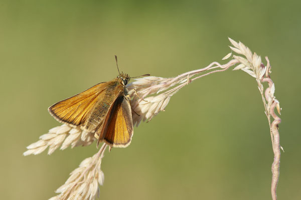 Schwarz oder Braunkolbiger  Braun-Dickkopffalter - Hünxe - (29.06.2022)