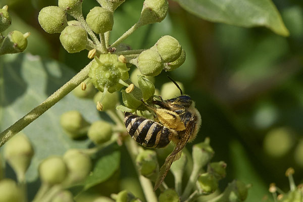 Nr.08/20 - Colletes hederae (Efeu-Seidenbiene) - OB-Weiherstr. 116 (03.10.2018)