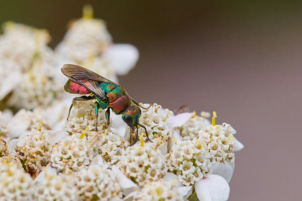 Hedychrum rutilans