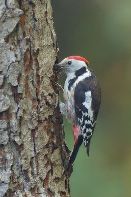 Mittelspecht - Nettetal Rohrdommelprojekt de Wittsee - (23.05.2019)