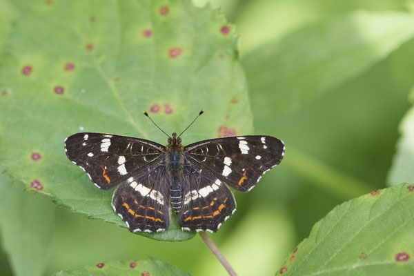 Landkärtchen - Hünxe - (29.06.2022)
