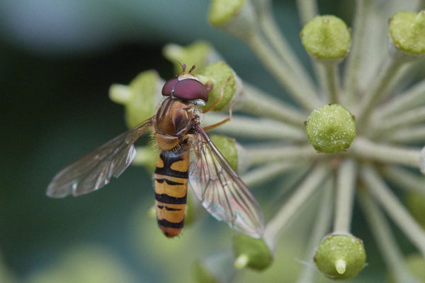 Nr. 04/19 - Hainschwebfliege (Episyrphus balteatus) Oberhausen-Schmachtendorf Hiesfelderstraße 22.09.2018