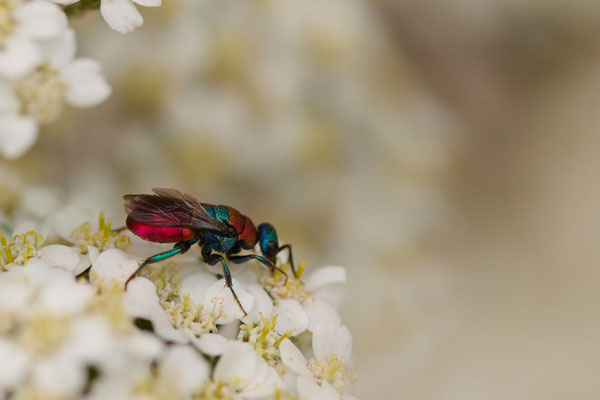 Hedychrum nobile - Oberhausen - Garten - 28.06.2026