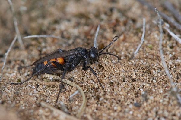  Nr.0522 -  Anoplius viaticus / Frühlings Wegwespe - Hamminkeln Diersfordter Wildgatter - 51°42`41.79" 6°33`42.95" - (12.05.2019)