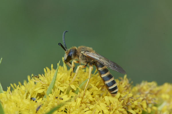 Halictus scabiosae / Gelbbindige-Furchenbiene - Haltern, Weg an Kiesgrube, Waldrand - 51°42`21.66" 7°15`40.35" - (27.08.2020)
