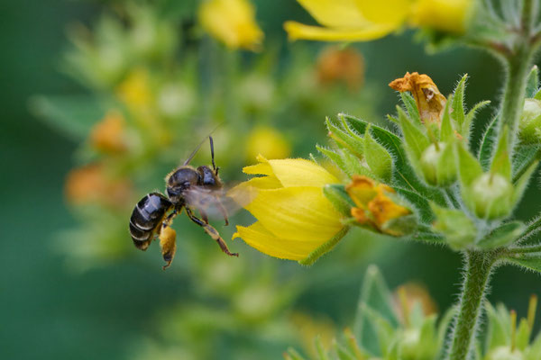 Macropis fulvipes - Garten