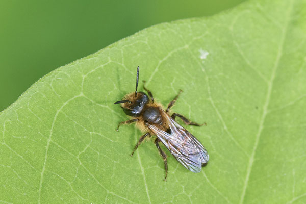 Nr.0609 - Andrena florea / Zaunrüben-Sandbiene - GE-Buer Zeche Hugo - 51°34`09.98" 7°02`18.09" - (24.05.2019)