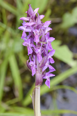 Fleischfarbiges Knabenkraut - Orchideen-Urlaub im Allgäu vom 26.05. bis 09.06.2024