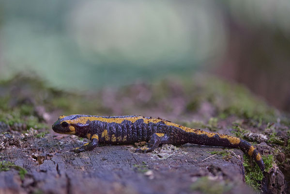 Feuersalamander