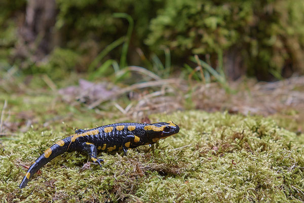 Junger Feuersalamander