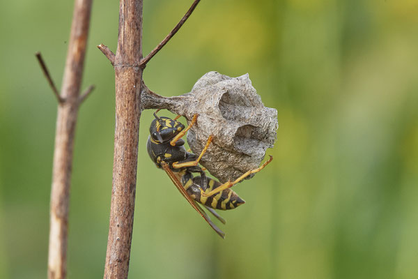 Polistes albellus - LMB - 51°29`17.50" 6°53`52.16" - (30.04.2021)
