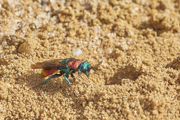 Nr.0905 - Hedychrum nobile / Sand-Goldwespe - parasitisieren bei Grabwespen der Gattung Cerceris - 51°29`11.55" 6°53`53.48" - (27.06.2019)