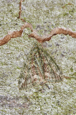 GE-Buer Zeche Hugo - 51°34`09.98" 7°02`18.09" - (24.05.2019)