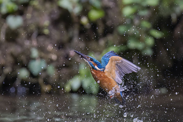 Eisvogel