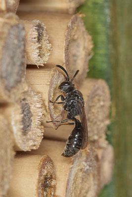 Psenulus fuscipennis - In großer Anzahl immer wieder Anflug in die Niströhren - Garten - (09.06.2021)