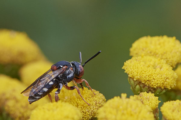 Nr.1172 - Epeolus variegatus / Gewöhnliche Filzbiene - WES Lippedünen Aaper Vennekes - 51°39`12.73"  6°40`40.66" - (12.08.2019)
