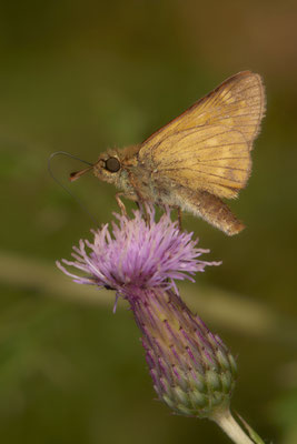  Dickkopffalter - WES Drevenacker Dünen - (20.07.2020)