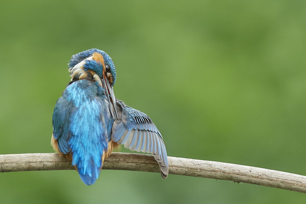Eisvogel - und das gleiche nochmal Rückenseite - (22.05.2020)