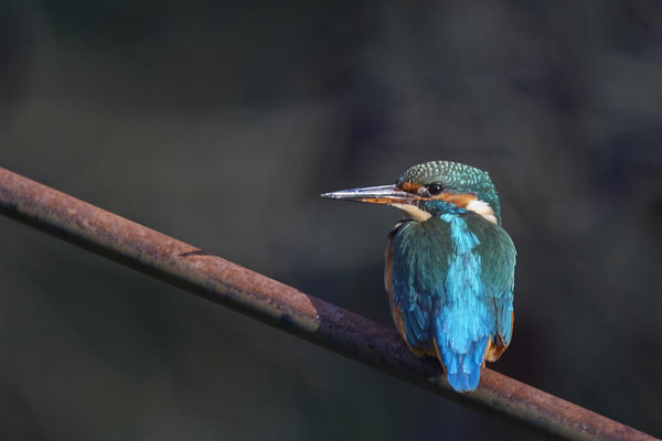 Eisvogel im Garten - (10.10.2019)
