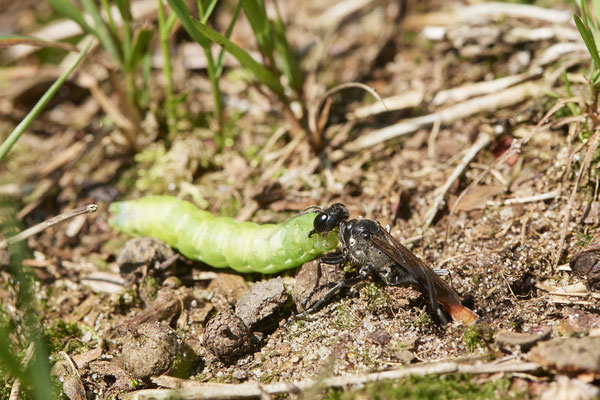 Ammophila sabulosa / Gemeine Sandwespe - Sie öffnet die getarnte Brutröhre und zieht die Raupe in die Röhre - (18.07.2021)