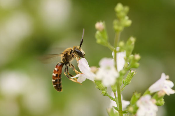 Lasioglossum calceatum