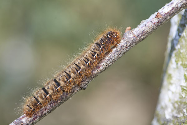 Raupe der Grasglucke oder Trinkerin / Euthrix potatoria - Venner Moor (19.05.2019)