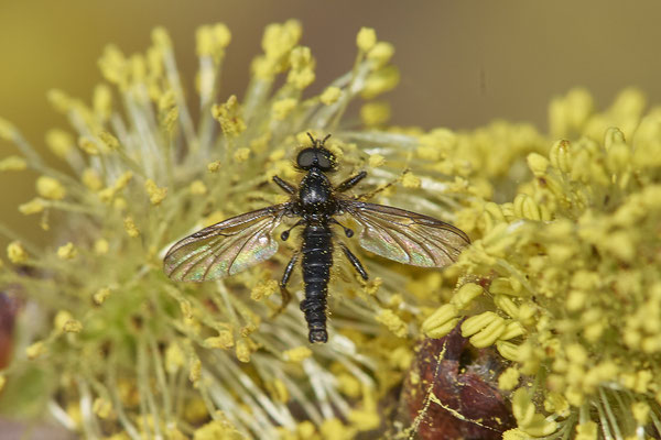 Nr.0141 - Johannis-Haarmücke (Bibio johannis) - Dingdener Heide - 51°46`52.20" 6°41`07.60" - (09.04.2019)