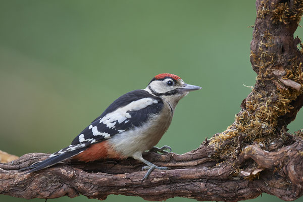 Buntspecht - (09.06.2020)