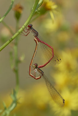 Scharlachlibelle
