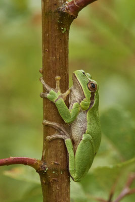 Laubfrosch - (20.08.2021)